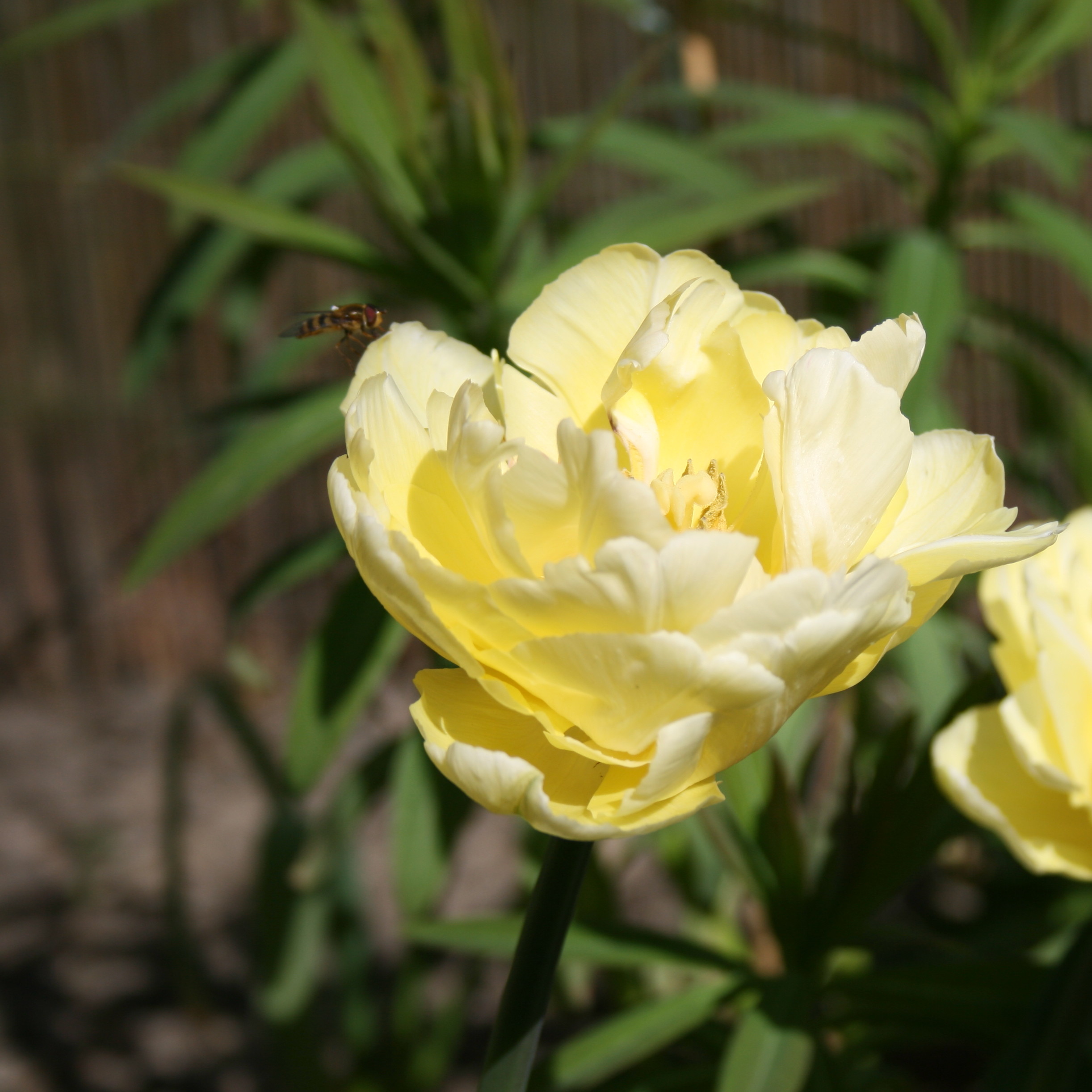 JITA 2011 "Spring of Tulips" edition